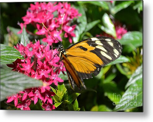 Butterfly Metal Print featuring the photograph Tiger by Bella Photography