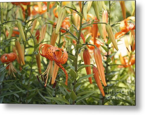 Lily Metal Print featuring the photograph Tiger Lily by Yumi Johnson