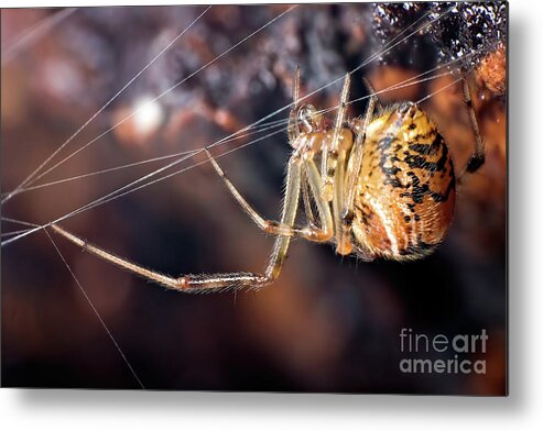 Animals Metal Print featuring the photograph Tightrope Artist by Joerg Lingnau