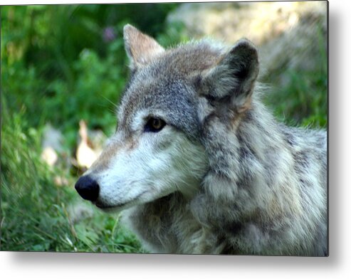 Timber Wolf Metal Print featuring the photograph Timber Wolf by Laurel Talabere