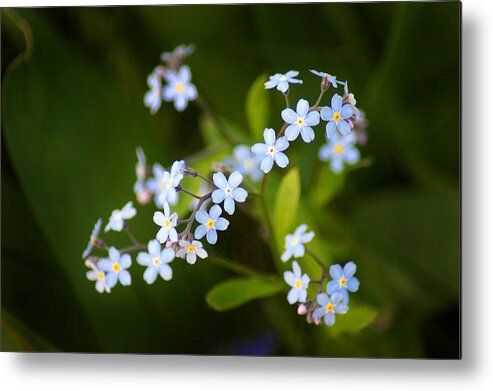 Forget-me-nots Metal Print featuring the photograph Tiny Dancers by Bill Pevlor