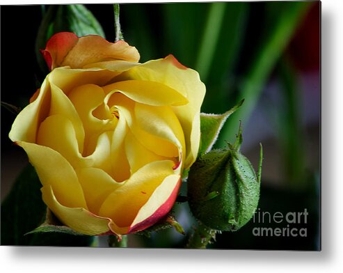 Rose Metal Print featuring the photograph Tiny Rose by LR Photography