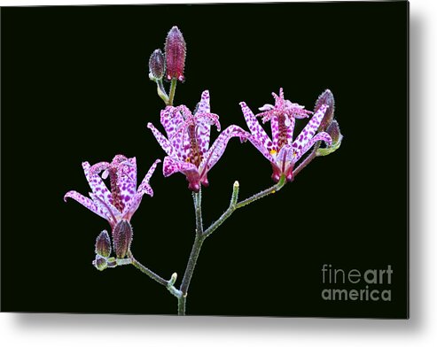 Toad Lily Metal Print featuring the photograph Toad Lilies by Byron Varvarigos