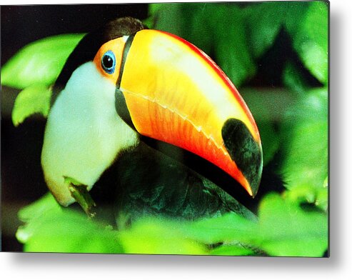 Toucan Metal Print featuring the photograph Toucan by Helaine Cummins