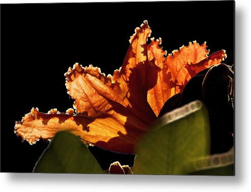 Flores Metal Print featuring the photograph Translucent by David Resnikoff
