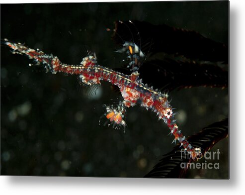 Macro Metal Print featuring the photograph Transparent White And Red Harlequin by Mathieu Meur