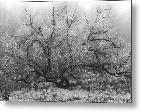 Appalachia Metal Print featuring the photograph Tree of Enchantment by Debra and Dave Vanderlaan