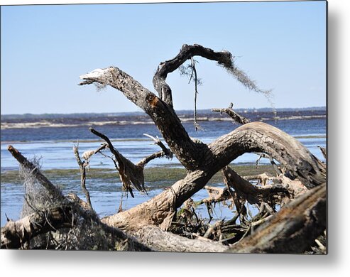 Tree Metal Print featuring the photograph Tree Parts by Tiffney Heaning
