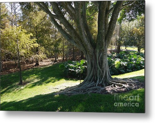 Tree Metal Print featuring the painting Tree roots by Heather Hennick