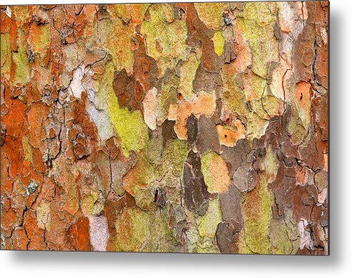 Texture Metal Print featuring the photograph Tree Texture by Catherine Murton