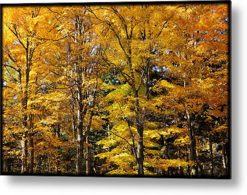 Autumn Metal Print featuring the photograph Trees of Gold by Luke Moore