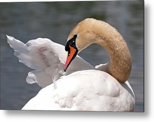 Trumpeter Swan Metal Print featuring the photograph Trumpeter Swan by Terry Dadswell