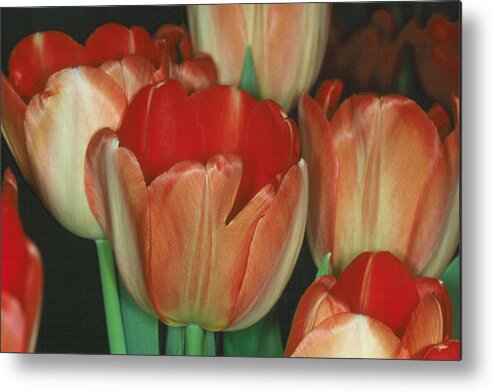 Flower Metal Print featuring the photograph Tulip 1 by Andy Shomock