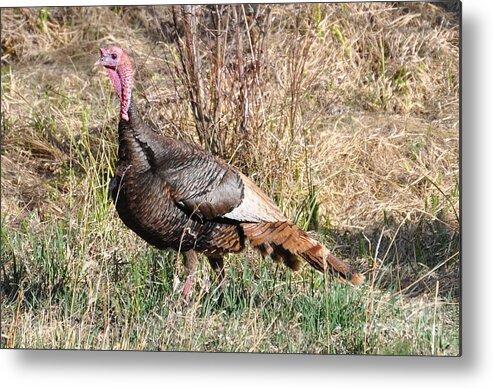 Turkey Metal Print featuring the photograph Turkey in the Straw by Dorrene BrownButterfield