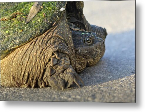 Turtle Metal Print featuring the photograph Turtle by Nick Mares
