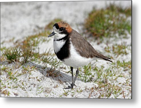 Flpa Metal Print featuring the photograph Two-banded Plover Charadrius by Martin Withers