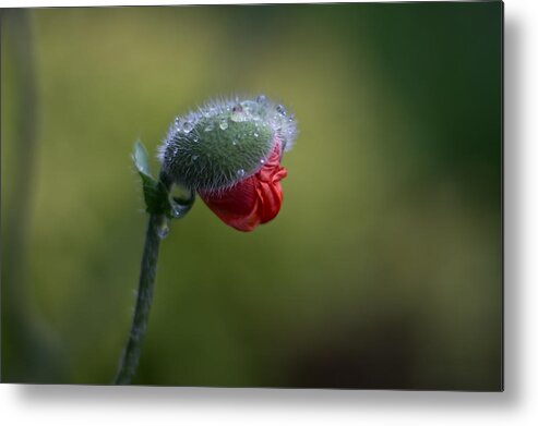 Unfolding Metal Print featuring the photograph Unfolding by Jakub Sisak