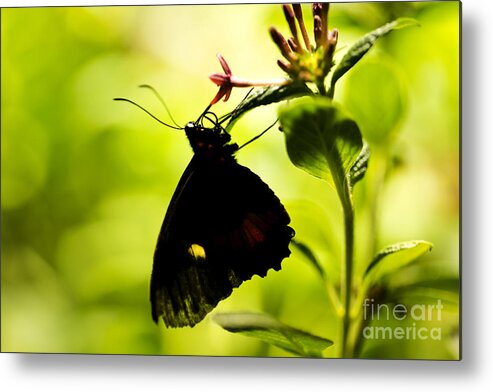 Butterfly Metal Print featuring the photograph Upside Down by Leslie Leda