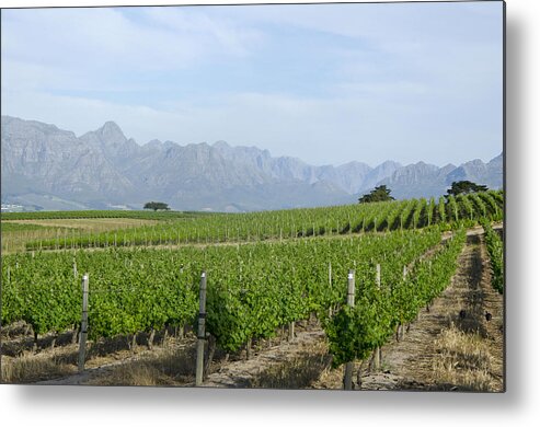 Vineyards Metal Print featuring the photograph Vineyards South africa by Perry Van Munster