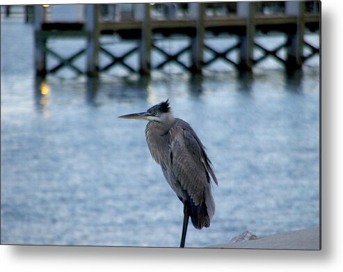 Great Blue Heron Metal Print featuring the photograph Waiting by Brian Wright