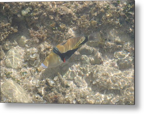 Hawaii Metal Print featuring the photograph Waiting for the Tide by Anthony Trillo