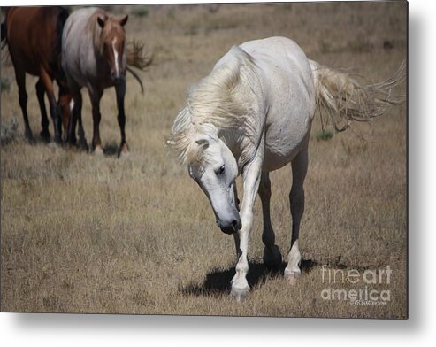 Horses Metal Print featuring the photograph Wanderer - Monero Mustangs Sanctuary by Veronica Batterson
