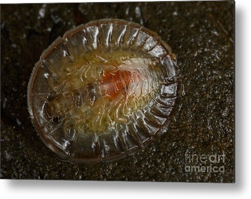 Water Penny Metal Print featuring the photograph Water Penny Beetle Larvae by Ted Kinsman