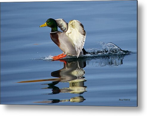 Mallard Metal Print featuring the photograph We Have Touchdown by Stephen Johnson