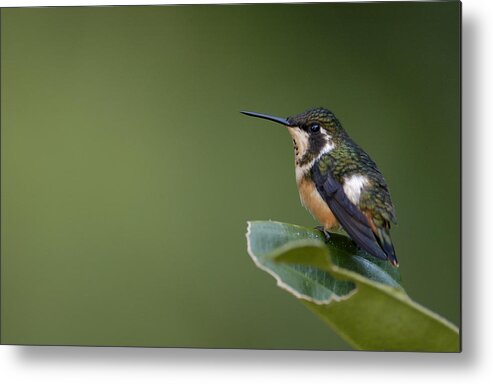 Mp Metal Print featuring the photograph White-bellied Woodstar Chaetocercus by Pete Oxford