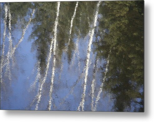 Water Metal Print featuring the photograph White Birch Trees by Dr Carolyn Reinhart