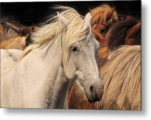 Horse Metal Print featuring the photograph White Icelandic Horse by Tom and Pat Cory