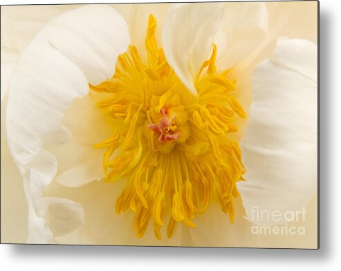 Peony Metal Print featuring the photograph White Peony - Golden Centre by Ann Garrett