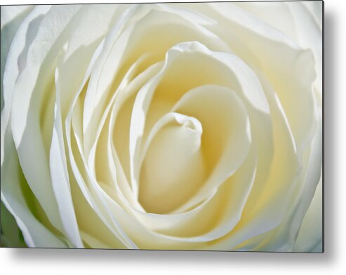 White Rose Metal Print featuring the photograph White Rose by Ann Murphy