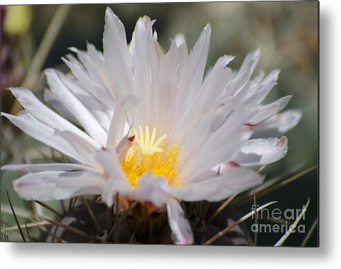 Cactus Metal Print featuring the photograph White shimmer by Jim And Emily Bush