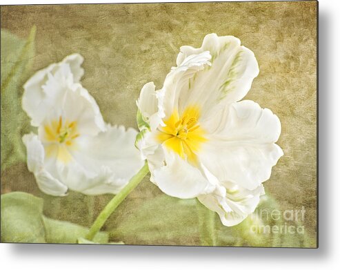 Tulips Metal Print featuring the photograph White Tulips by Cheryl Davis