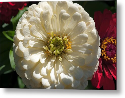 Zinnia Metal Print featuring the photograph White Zinnia by Tikvah's Hope