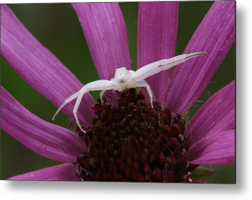 Whitebanded Crab Spider Metal Print featuring the photograph Whitebanded Crab Spider On Tennessee Coneflower by Daniel Reed