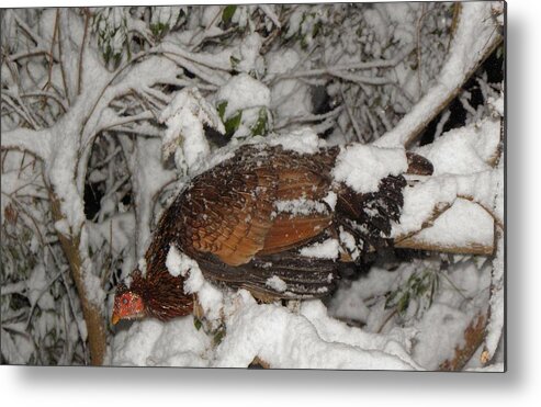 Wild Metal Print featuring the photograph Wild Chicken by Kim Galluzzo