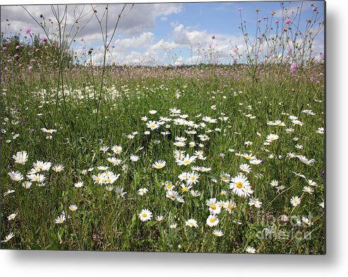 Flowers Metal Print featuring the photograph Wild Daisies by Jim Sauchyn