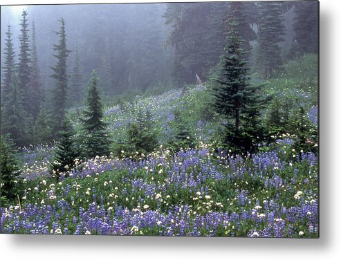 Mt Rainier Metal Print featuring the photograph Wildflower Meadow Mt Rainier by Tom and Pat Cory
