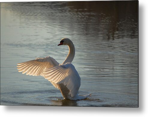 Swans Metal Print featuring the photograph Wing flapper by Brian Stevens