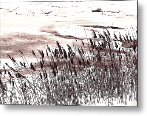 Winter Metal Print featuring the photograph Winter Grasses by Jeff Heimlich