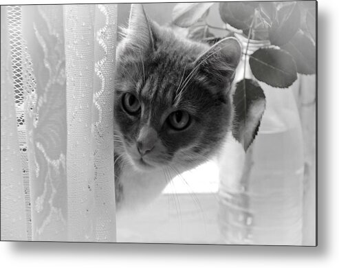 Cat Metal Print featuring the photograph Wondering. Kitty Time by Jenny Rainbow