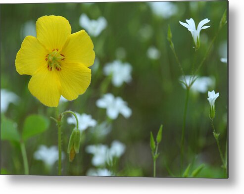 Wood Sorrel Metal Print featuring the photograph Wood Sorrel And Sandwort by Daniel Reed