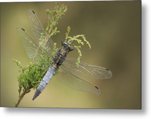 Dragonfly Metal Print featuring the photograph Wounded Hero by Andy Astbury