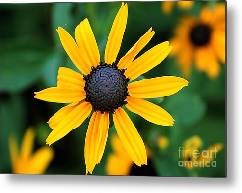 Flower Metal Print featuring the photograph Xanthinus by LR Photography