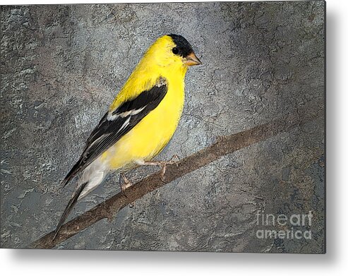 American Goldfinch Metal Print featuring the photograph Yellow by Betty LaRue