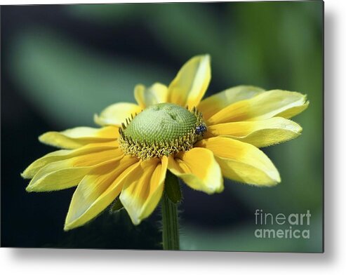 Flower Metal Print featuring the photograph Yellow Daisy by Teresa Zieba