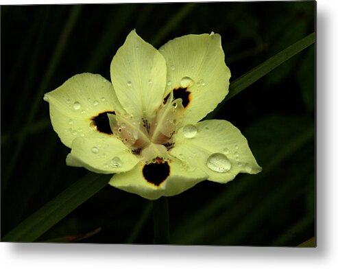 Prints Metal Print featuring the photograph Yellow Iris with Rain Drops by Jennifer Bright Burr