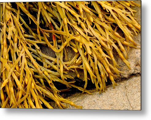 Kelp Metal Print featuring the photograph Yellow Kelp by Brent L Ander